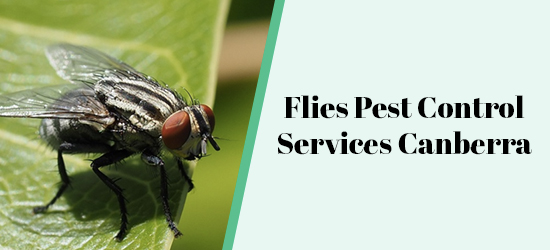 Flies Pest Control Services Canberra
