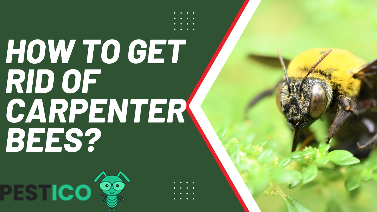 How to Get Rid of Carpenter Bees