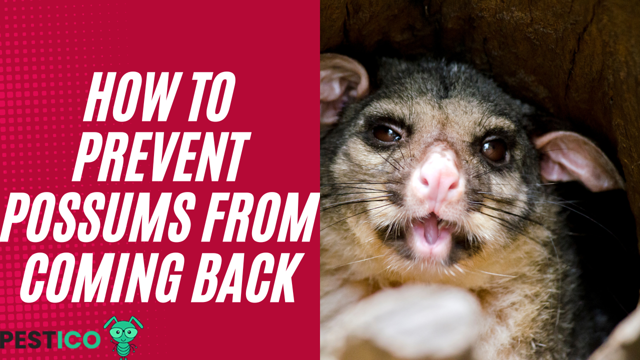 How to Prevent Possums From Coming Back