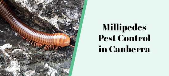 Millipedes Pest Control in Canberra