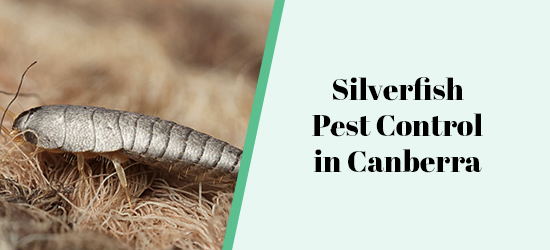 Silverfish Pest Control in Canberra